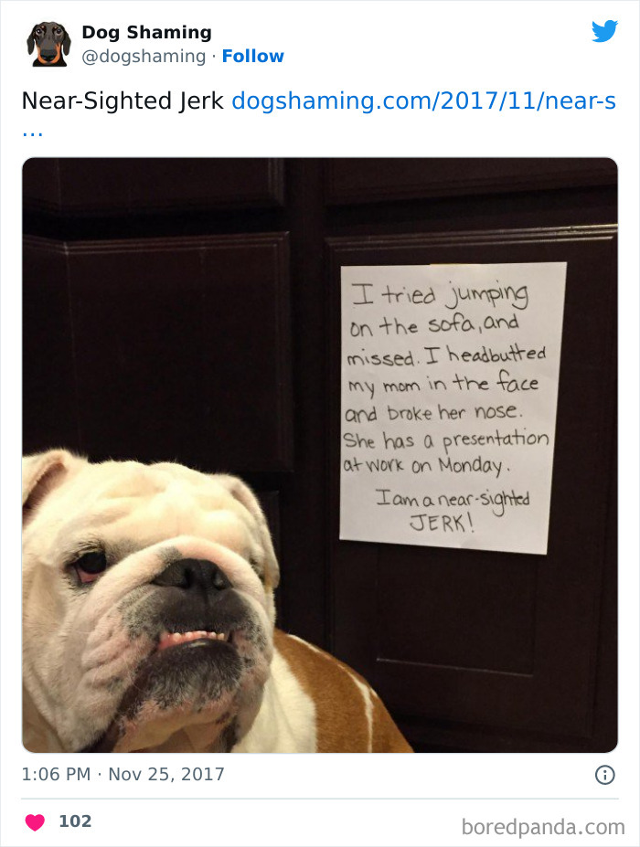 Funny-Dog-Shaming-Pics