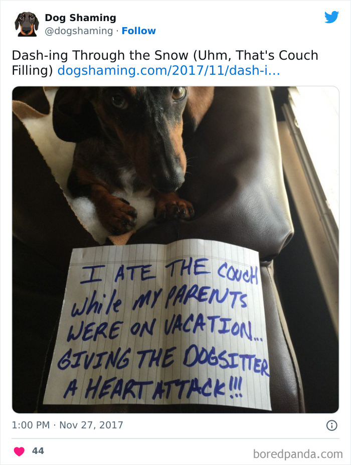 Funny-Dog-Shaming-Pics