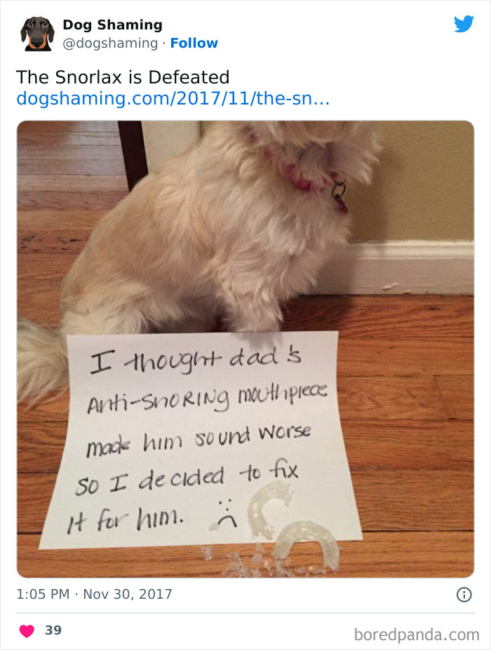 Funny-Dog-Shaming-Pics