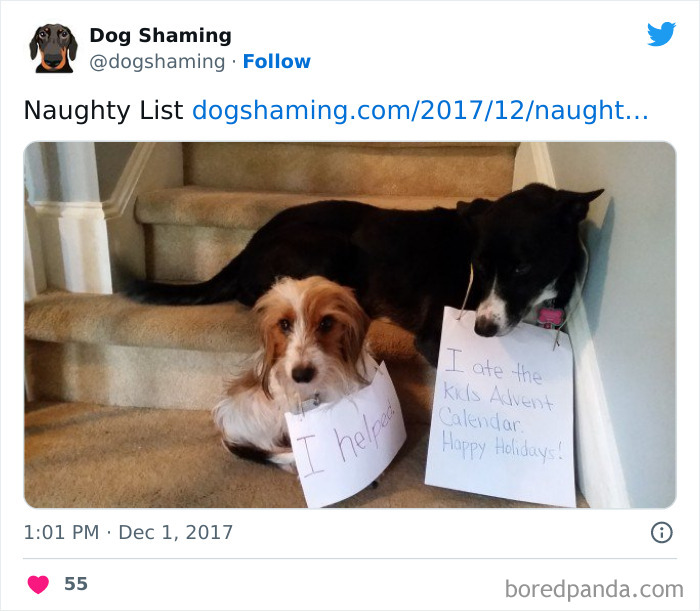 Funny-Dog-Shaming-Pics