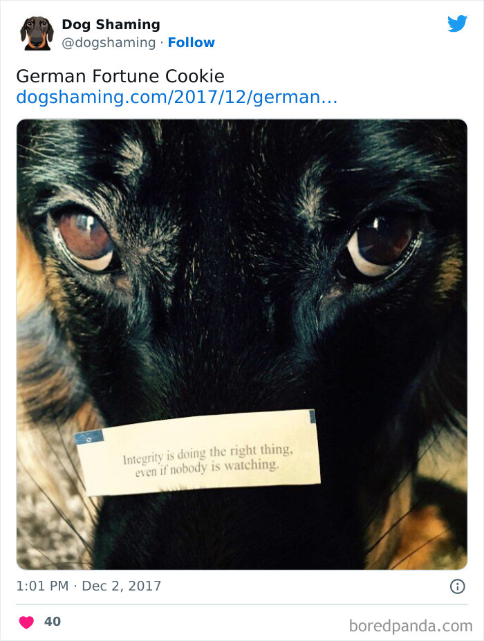 Funny-Dog-Shaming-Pics