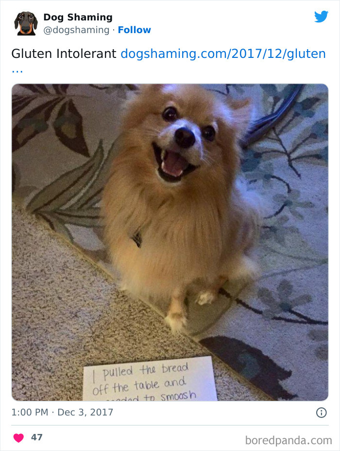 Funny-Dog-Shaming-Pics