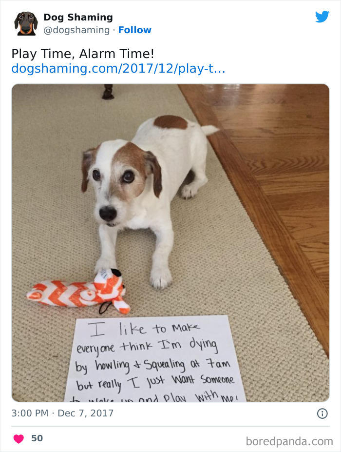 Funny-Dog-Shaming-Pics