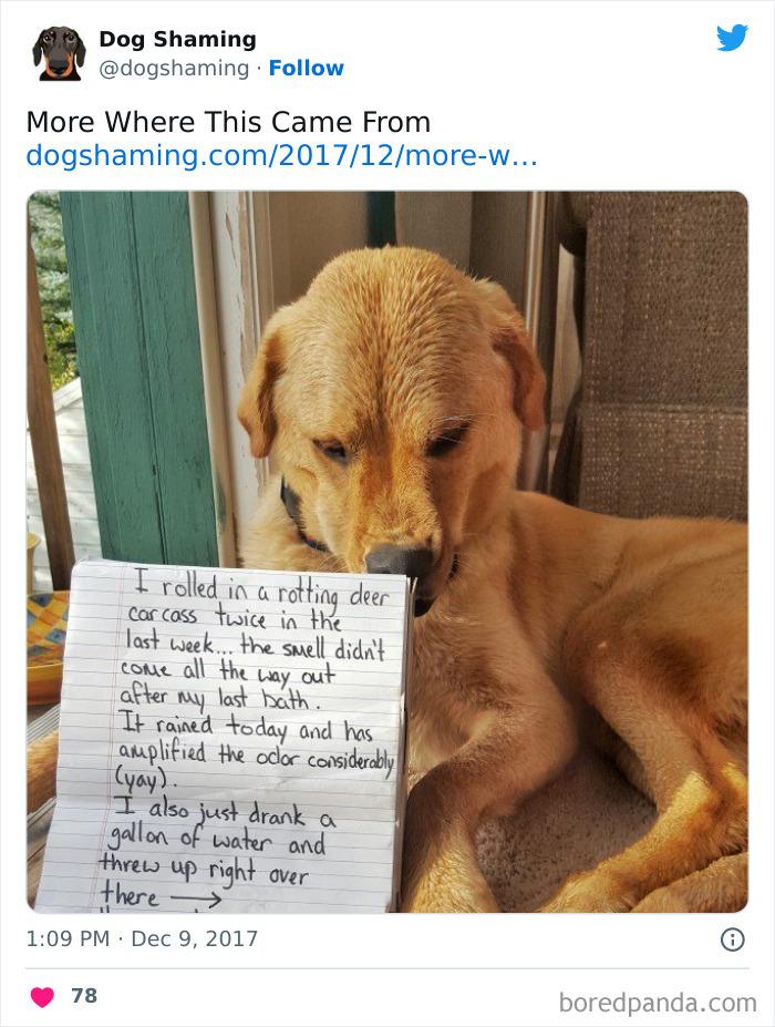 Funny-Dog-Shaming-Pics