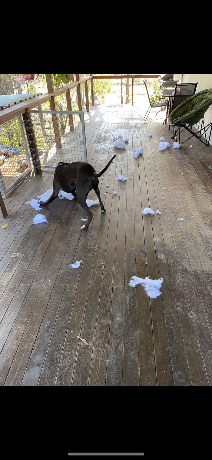 I Guess This Is What Happens When I Leave A Cushion Outside With A Dog