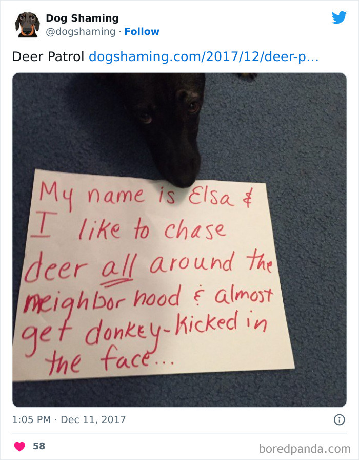 Funny-Dog-Shaming-Pics