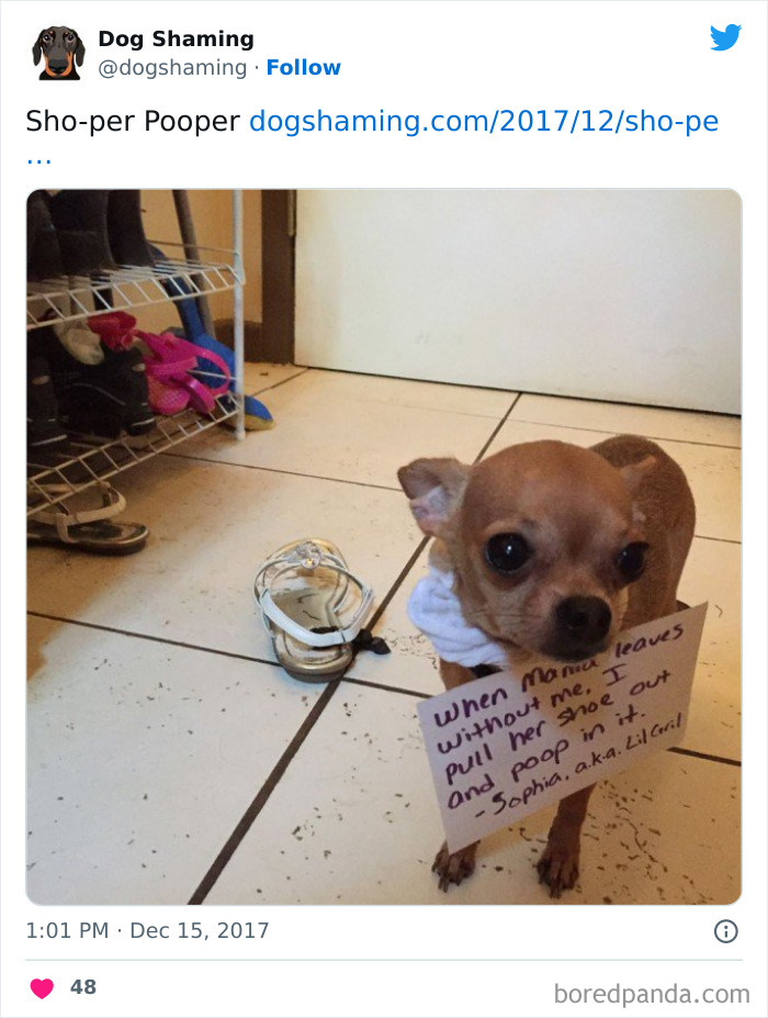 Funny-Dog-Shaming-Pics