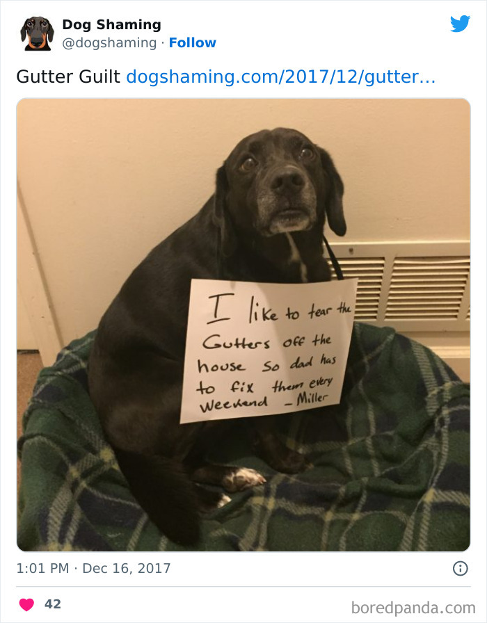 Funny-Dog-Shaming-Pics