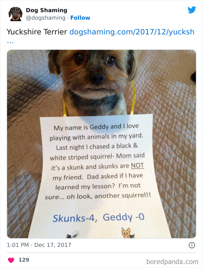 Funny-Dog-Shaming-Pics