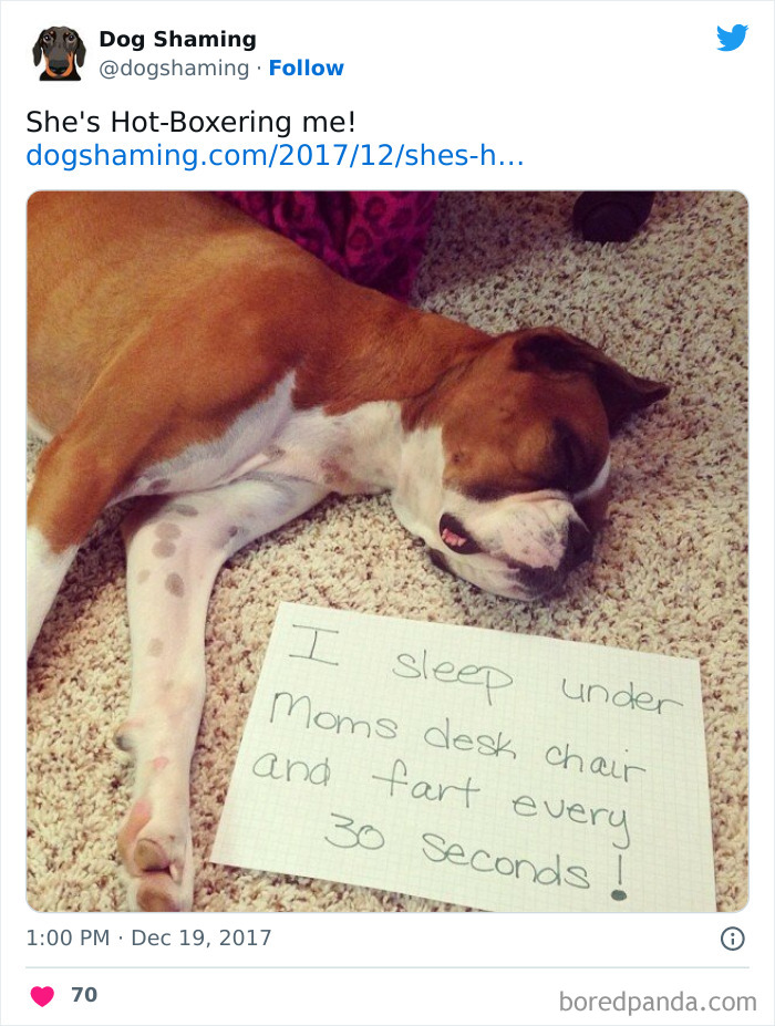 Funny-Dog-Shaming-Pics