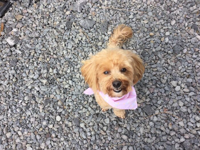 My Dog Had Just Been To The Salon I Wanted To Take A Fancy Picture Of Her