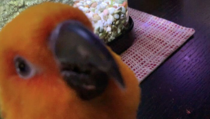 This Is My Bird. His Name Is Rio