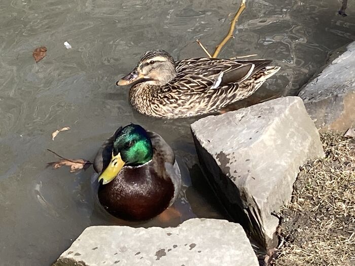 Ducks 🦆
