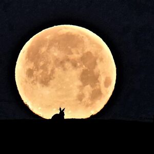 nikaapatterson avatar