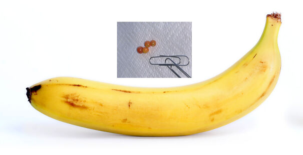Bananatas-63c86b5ed5579-png.jpg