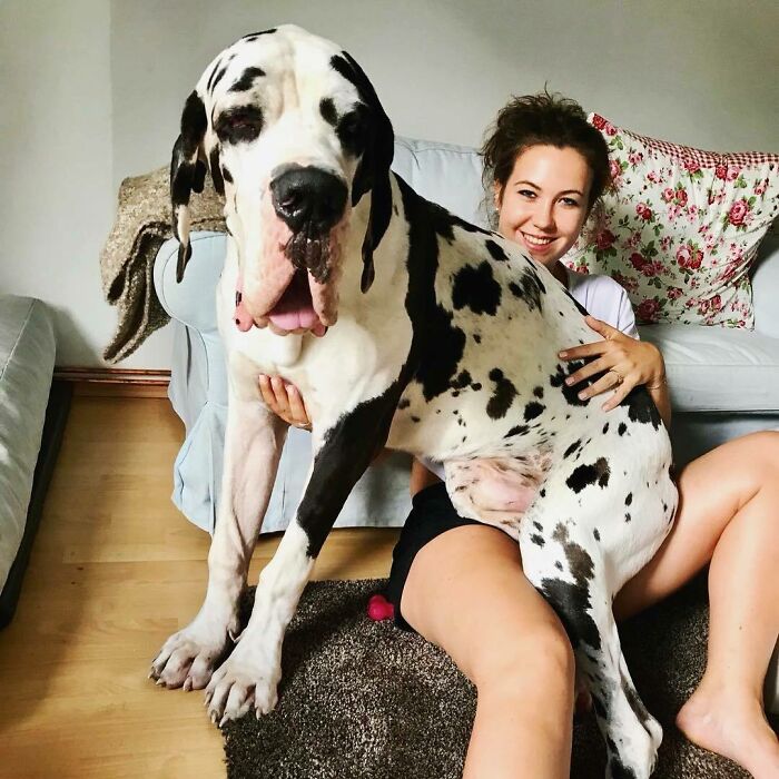 Sure I'm 165 Lbs, But Lap Dogs Come In All Sizes. Don't They?