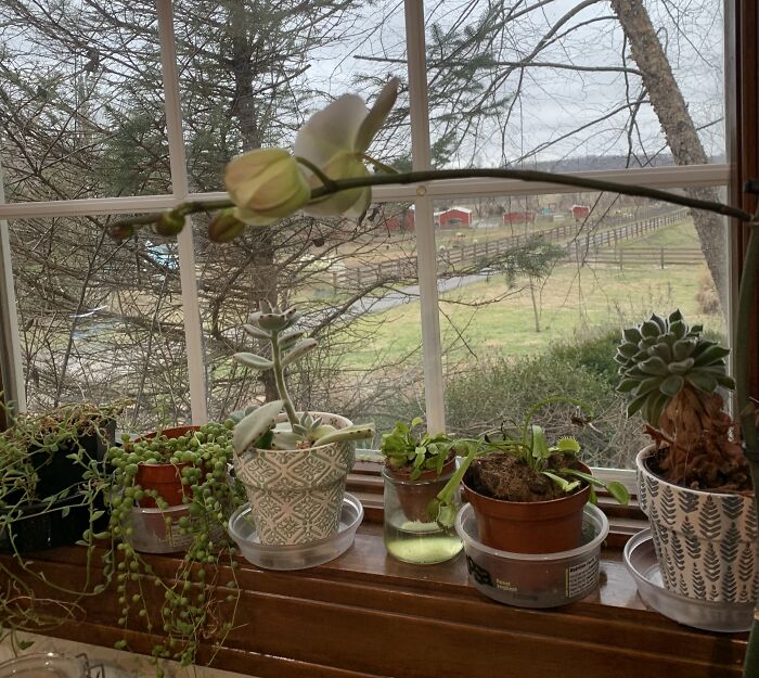 My Windowsill Of Plant Babies