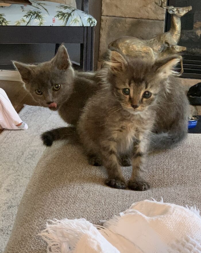 Meet Earl Grey And Biggie Smalls, Our Family’s Rescue Rascals!