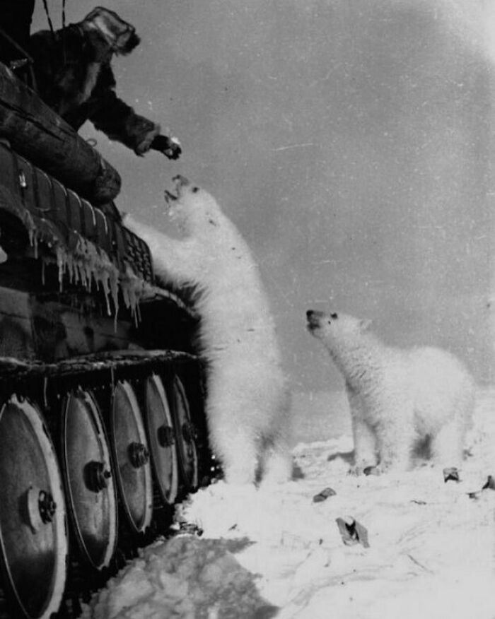 Los soldados alimentaban a los osos polares con latas de leche condensada. Unión Soviética, 1950
