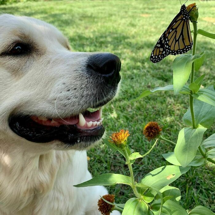 Dog looking at a btterfly in the yard