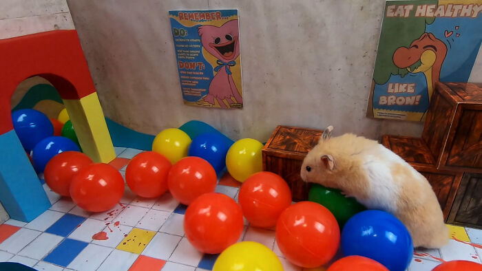 My Hamster Escapes From Hostile Huggy Wuggy In The Awesome Poppy Playtime Maze That I Made (12 Pics)