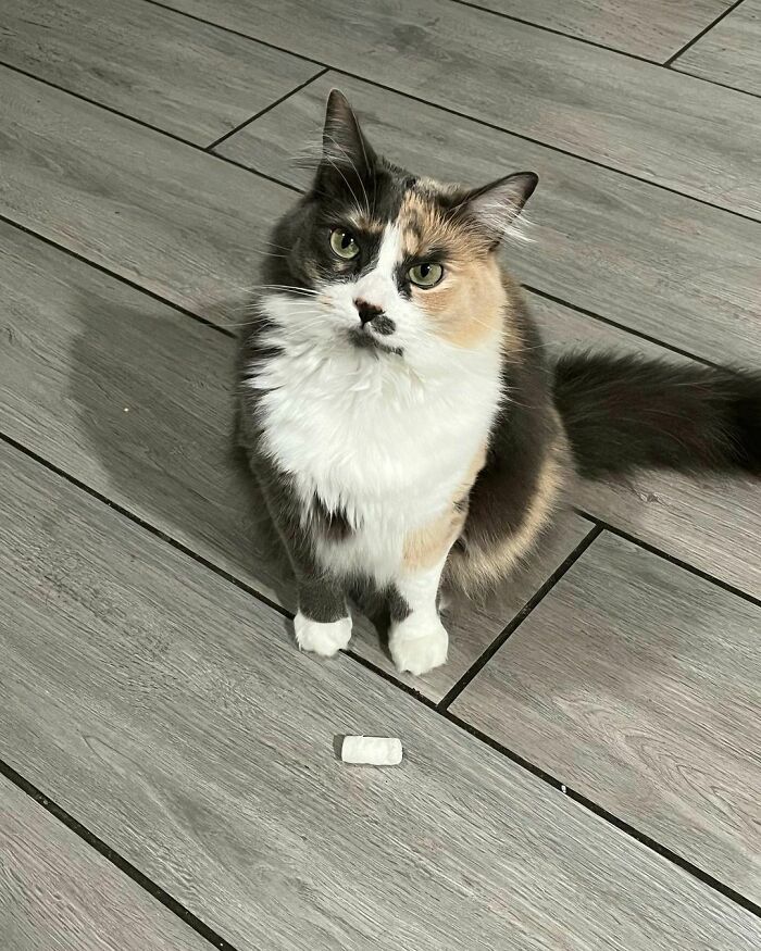 What A Wonderful Gift From My Turkey. She Caught Me A Packing Peanut