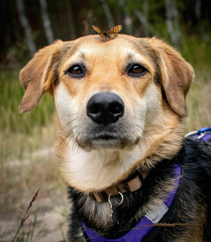 A dog with a butterfly on his head