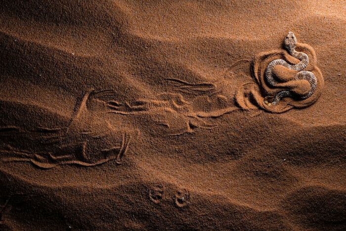 3rd Place In The Category Of Animals: "A Tale In The Sand" By Paul Lennart Schmid