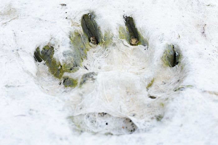 2nd Place In The Category Of Animals: "The Footprint Friend" By Juan J. Gonzalez Ahumada