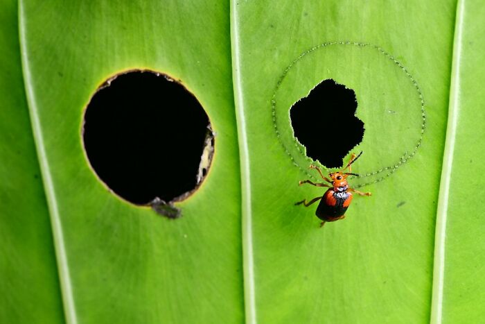 3rd Place In The Category Of Insects: "Little Naughty Draw Circle" By Minghui Yuan