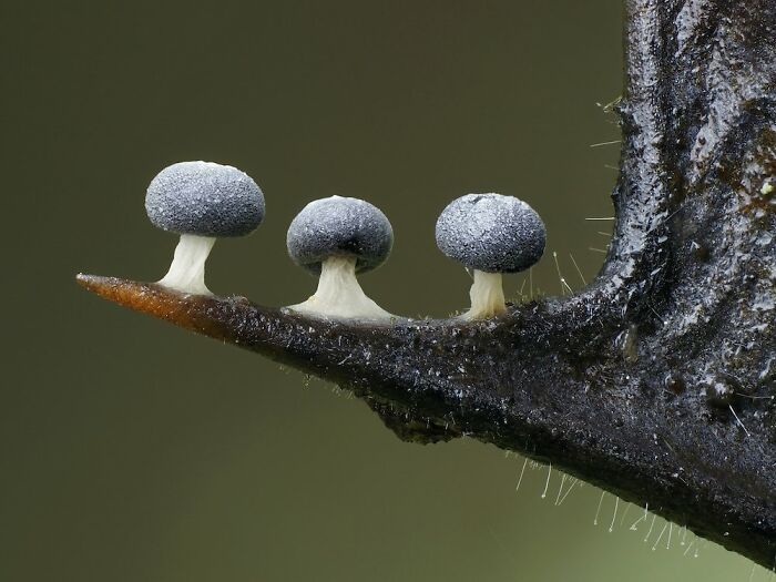 3rd Place In The Category Of Fungi: "Slime Mould Didymium Squamulosum On Holly Leaf" By Andy Sands