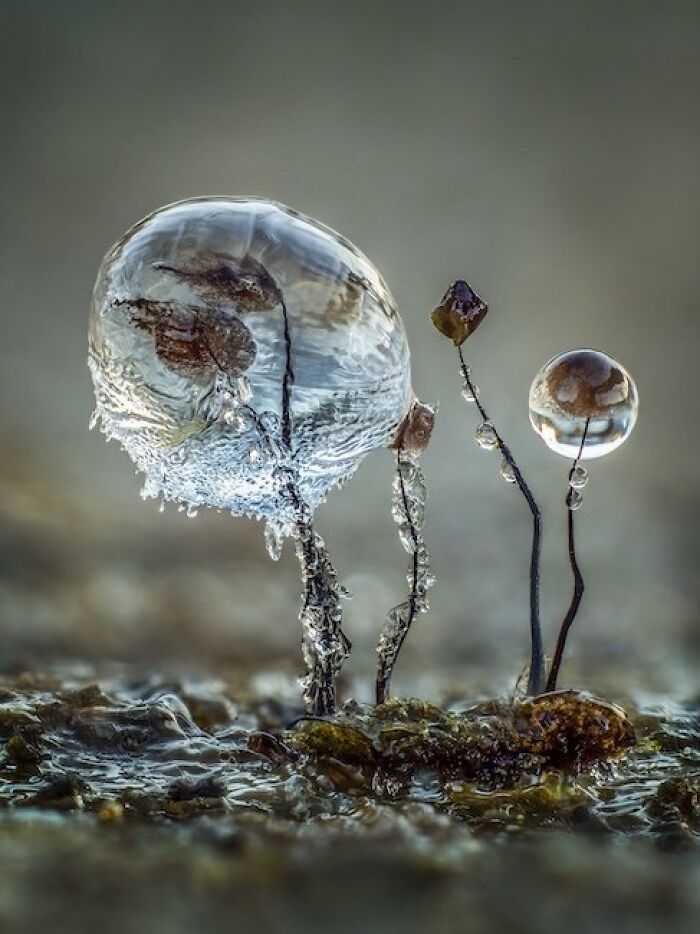 1st Place In The Category Of Fungi: "Ice Encrusted Comatricha" By Barry Webb