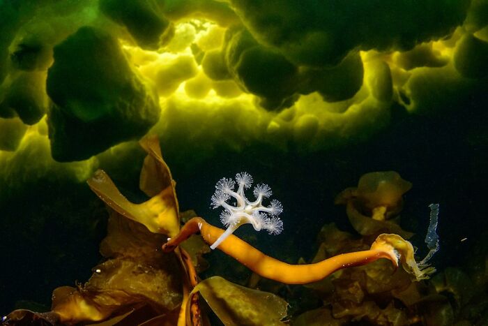 1st Place In The Category Of Underwater: "Little Predator" By Viktor Lyagushkin