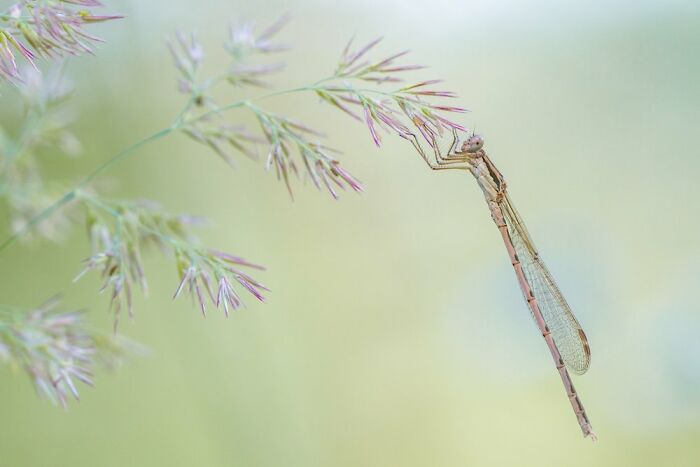 3rd Place In The Category Of Butterflies And Dragonflies: "Common Winter Damselfly" By Kai Rösler