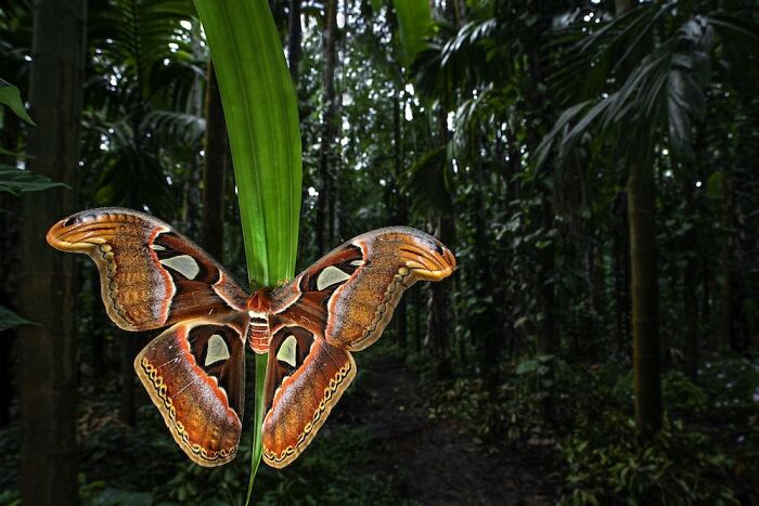 2nd Place In The Category Of Butterflies And Dragonflies: "Atlas Moth" By Uday Hegde