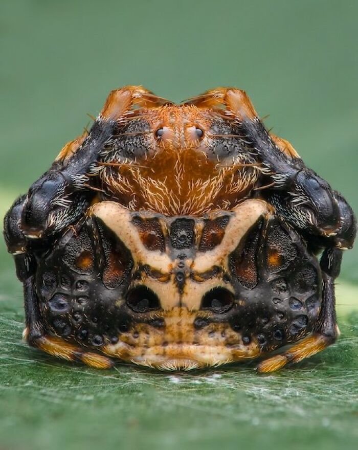 1st Place In The Category Of Invertebrate Portrait: "Mayan Derriere" By Jamie Hall