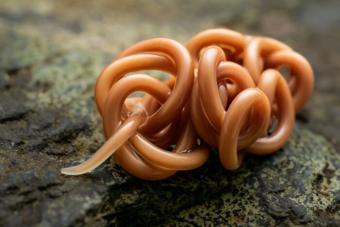2nd Place In The Category Of Invertebrate Portrait: "Gordian Worm Knot" By Ben Revell