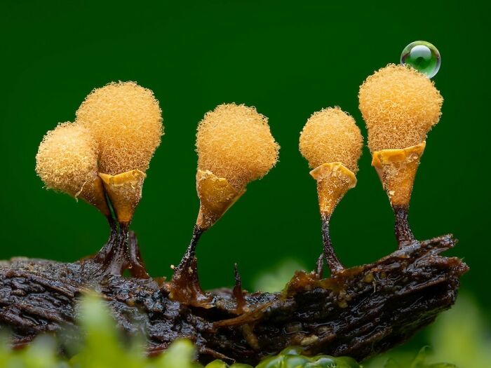 1st Place In The Category Of Young: "Hemitrichia Calyculata" By Nathan Benstead