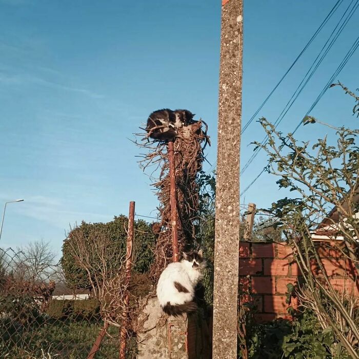 Cat On A Pole