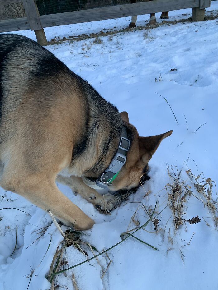 Leo Eating The Snow