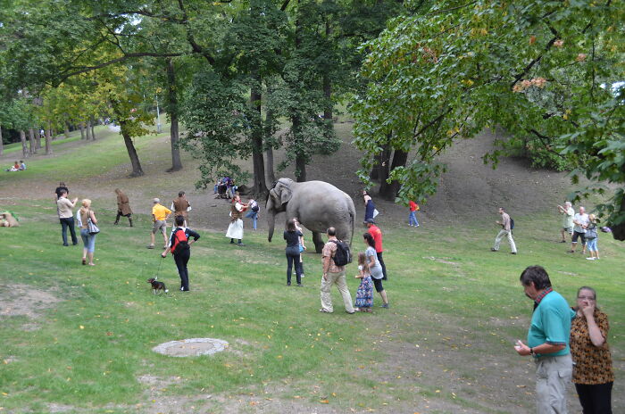 This Elephant On A Dog Playground, Park In The City Centre, Prague, Czech Republic