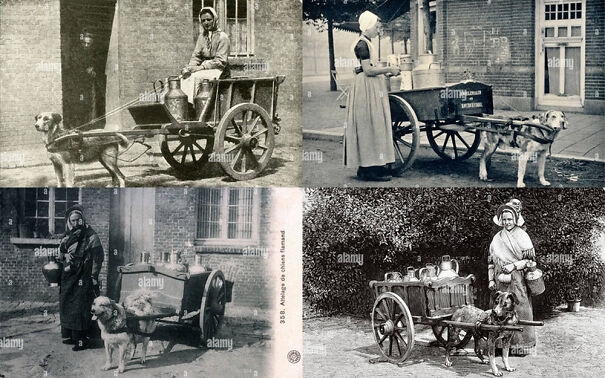 Dogs-Delivering-Milk-63b88172a598c-png.jpg
