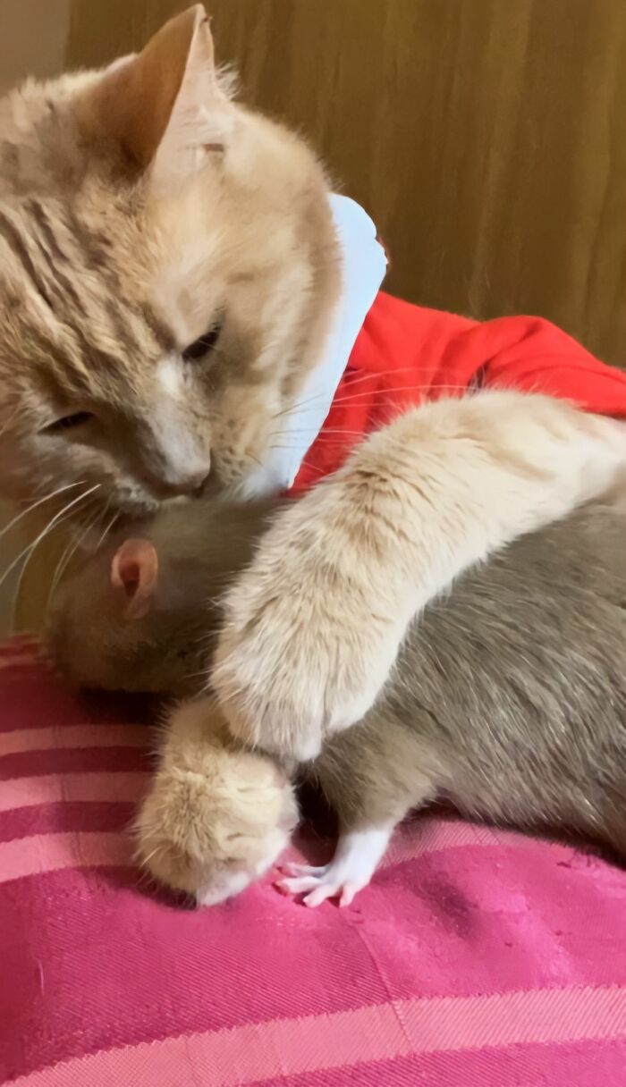 The Most Unlikely Friendship Formed Between This Cat And A Rat, Who Now Share An Inseparable Bond The Most Unlikely Friendship Formed Between This Cat And A Rat, Who Now Share An Inseparable Bond
