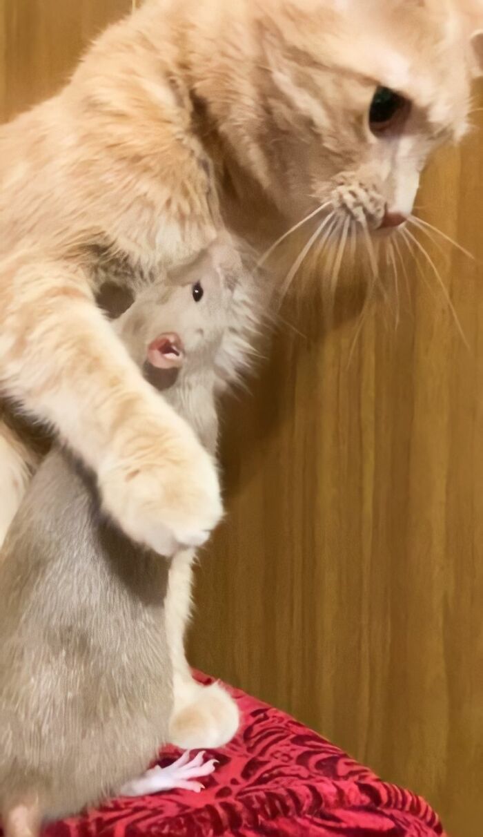 The Most Unlikely Friendship Formed Between This Cat And A Rat, Who Now Share An Inseparable Bond The Most Unlikely Friendship Formed Between This Cat And A Rat, Who Now Share An Inseparable Bond