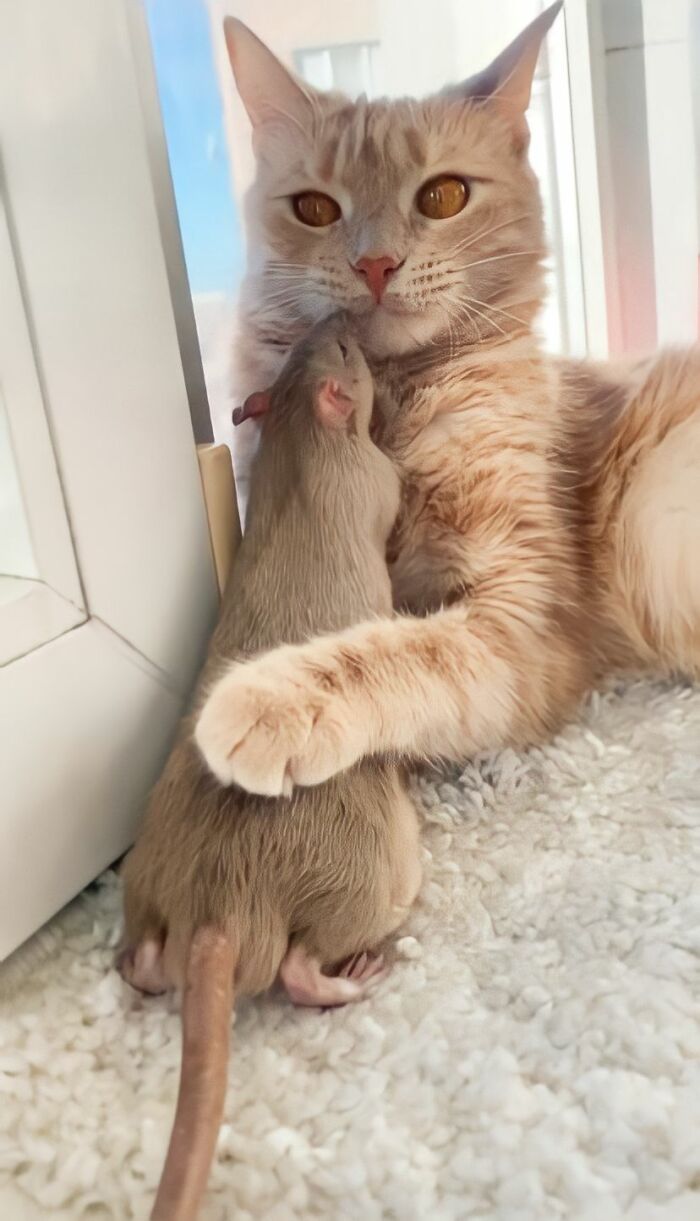 The Most Unlikely Friendship Formed Between This Cat And A Rat, Who Now Share An Inseparable Bond The Most Unlikely Friendship Formed Between This Cat And A Rat, Who Now Share An Inseparable Bond