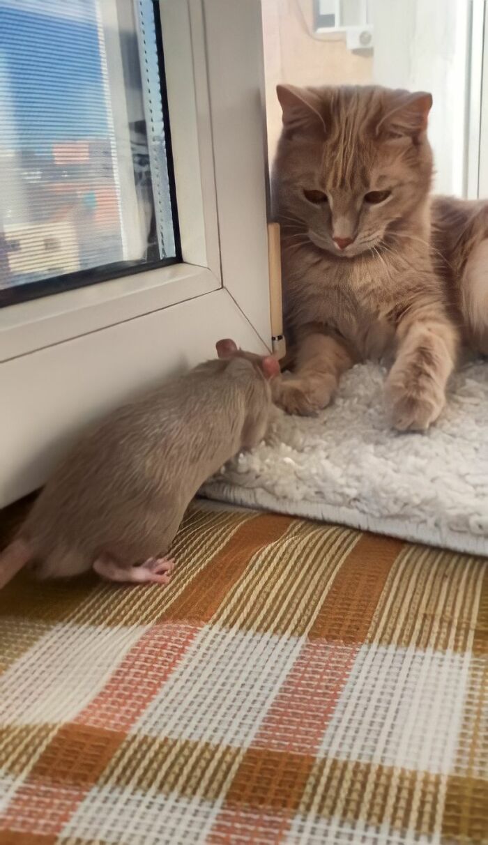 The Most Unlikely Friendship Formed Between This Cat And A Rat, Who Now Share An Inseparable Bond The Most Unlikely Friendship Formed Between This Cat And A Rat, Who Now Share An Inseparable Bond
