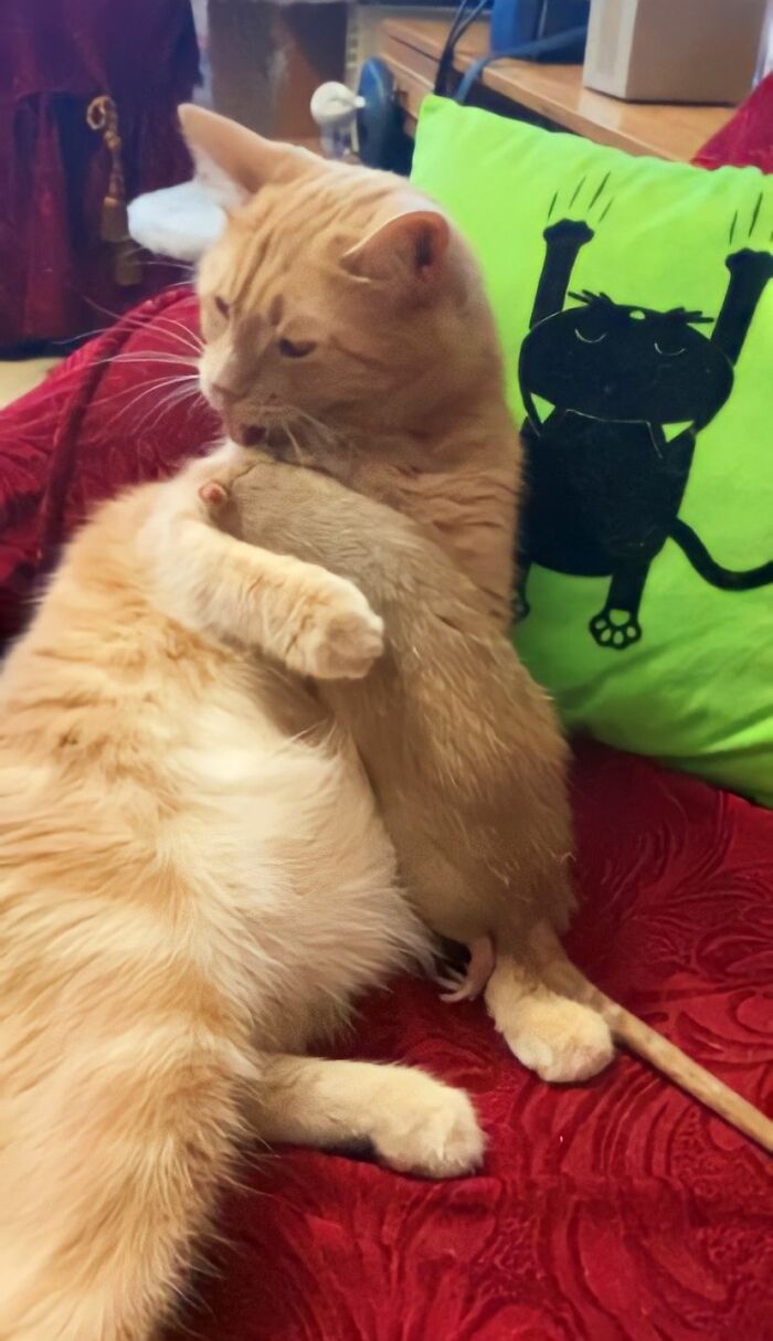 The Most Unlikely Friendship Formed Between This Cat And A Rat, Who Now Share An Inseparable Bond The Most Unlikely Friendship Formed Between This Cat And A Rat, Who Now Share An Inseparable Bond