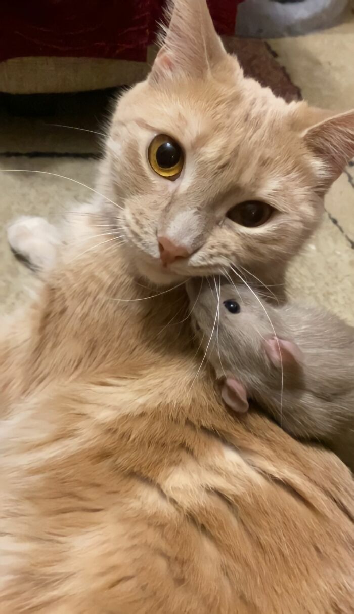 The Most Unlikely Friendship Formed Between This Cat And A Rat, Who Now Share An Inseparable Bond The Most Unlikely Friendship Formed Between This Cat And A Rat, Who Now Share An Inseparable Bond
