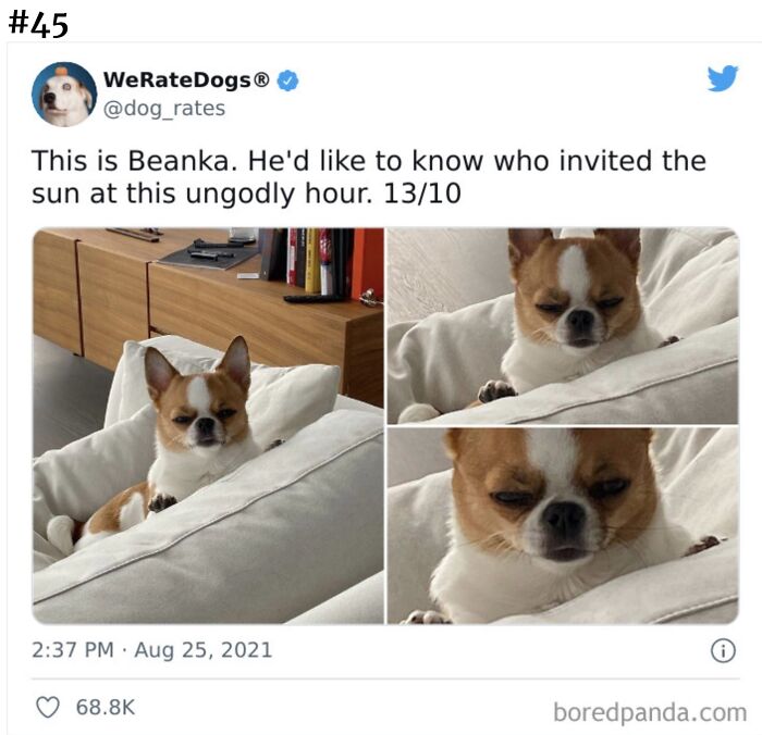 Beanka Is My New Spirit Animal