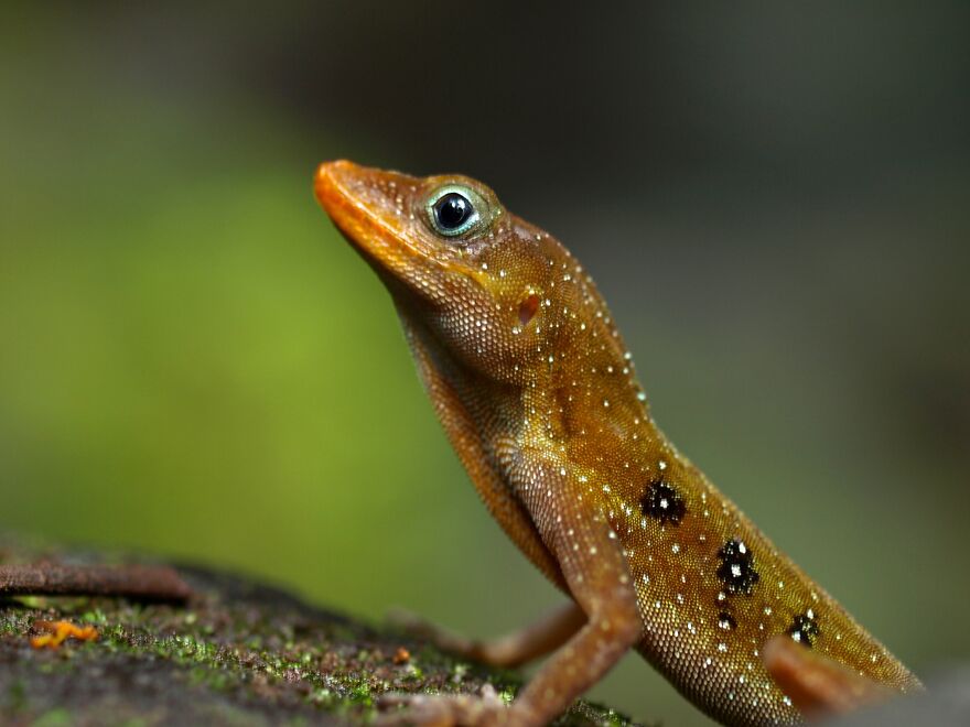 A Zandoli Aka Dominican Anole, A Lizard Endemic To Dominica